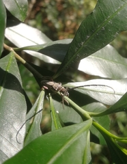 Aristogitus cylindricus