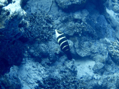 Hemigymnus