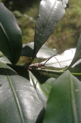 Aristogitus cylindricus