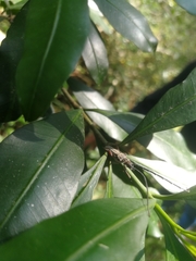 Aristogitus cylindricus