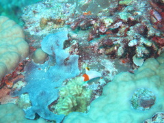 Cetoscarus bicolor