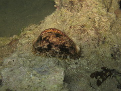 Cypraea pantherina image