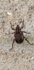 Brachypera zoilus