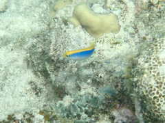 Pseudochromis flavivertex