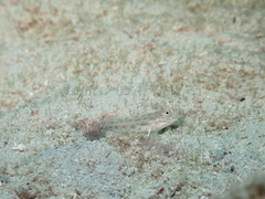 Ctenogobiops crocineus