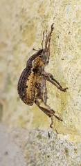 Brachypera zoilus