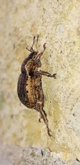 Brachypera zoilus