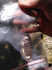 Euploea lewinii