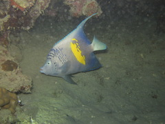 Pomacanthus maculosus