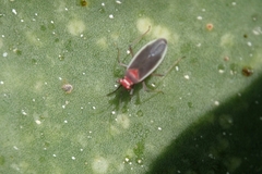 Hesperolabops gelastops