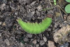 Heteronympha merope