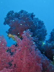 Dendronephthya hemprichi