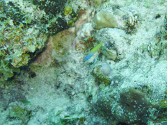 Plagiotremus townsendi