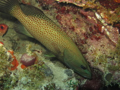 Anyperodon leucogrammicus