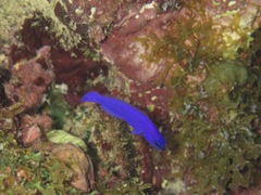 Pseudochromis fridmani