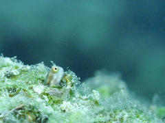 Alloblennius pictus