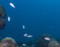 Pseudanthias hypselosoma