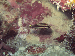 Cheilodipterus pygmaios