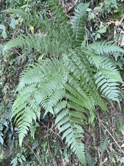 Diplazium viridissimum