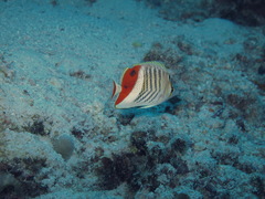 Chaetodon paucifasciatus