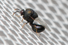 Eucharitinae