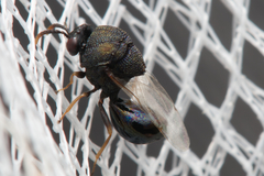 Eucharitinae
