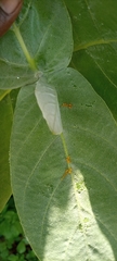 Calotropis procera image