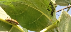 Calotropis procera image