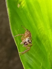 Colyttus