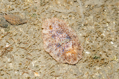 Carminodoris
