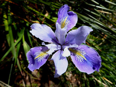 Iris innominata