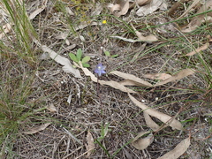 Thelymitra peniculata