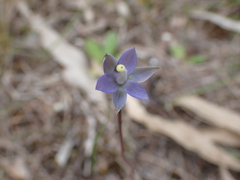 Thelymitra peniculata