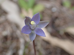 Thelymitra peniculata