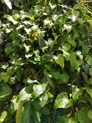 Dioscorea cotinifolia