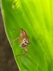 Colyttus