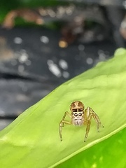 Colyttus