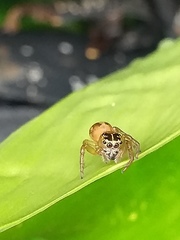 Colyttus