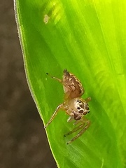 Colyttus