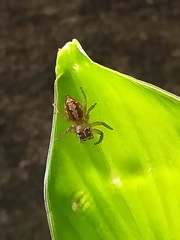 Colyttus