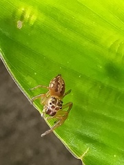 Colyttus
