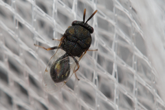 Eucharitinae