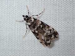 Scoparia exhibitalis