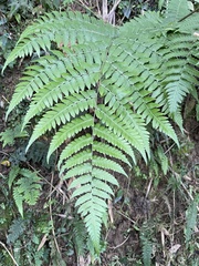 Diplazium viridissimum