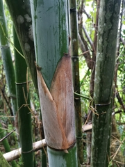 Bambusa dolichoclada