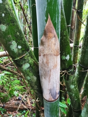 Bambusa dolichoclada