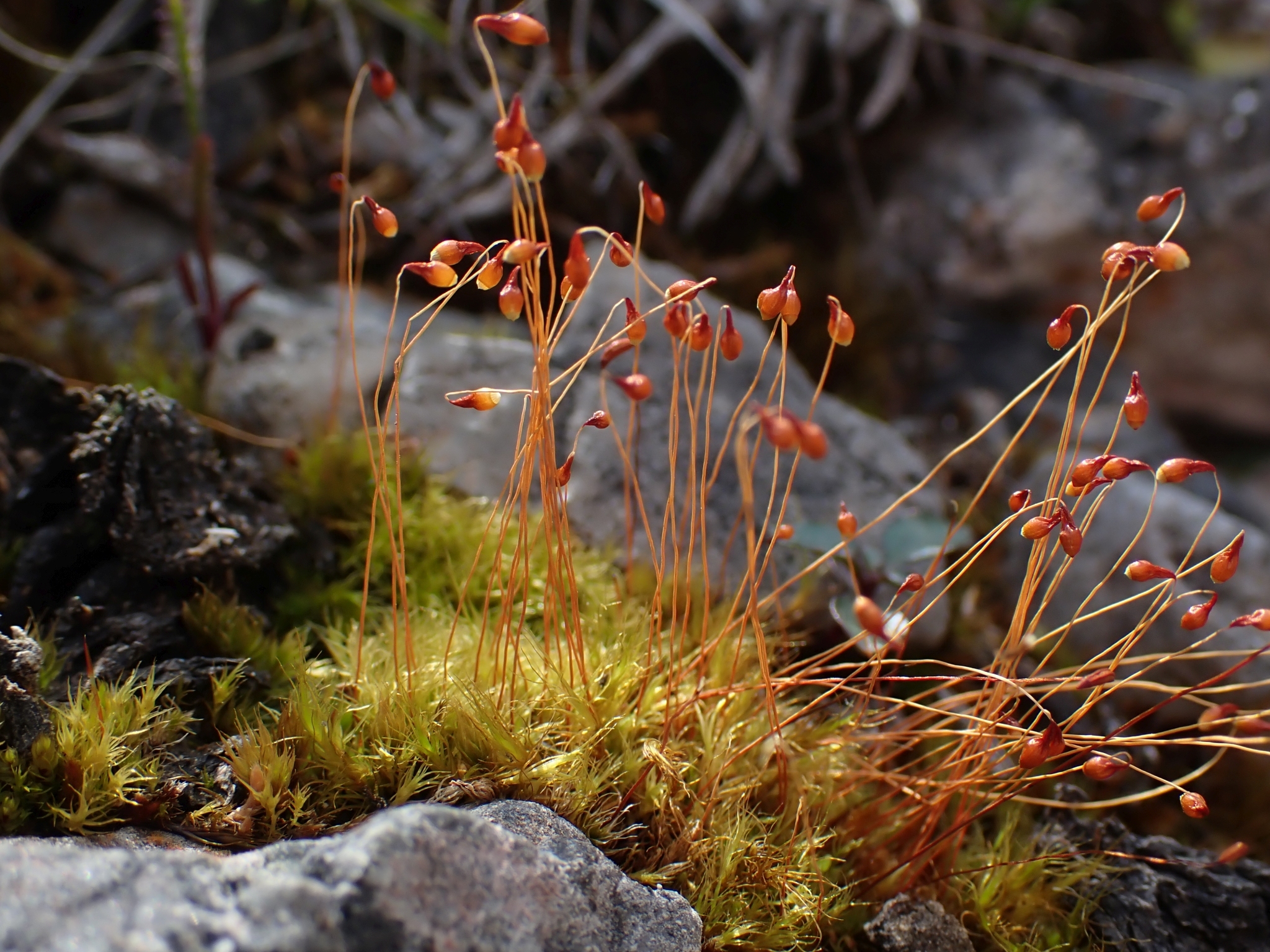 Leptobryum pyriforme