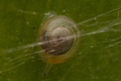 Euconulidae