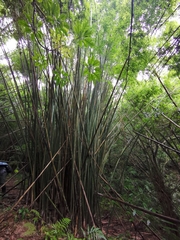 Bambusa pachinensis