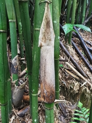 Bambusa pachinensis
